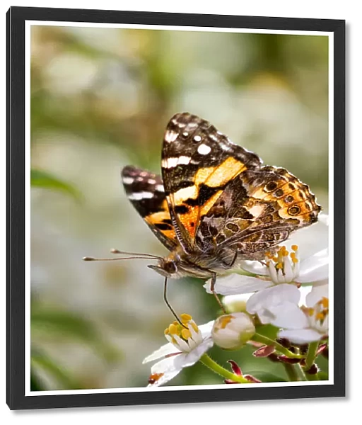 Painted lady butterfly on blossom