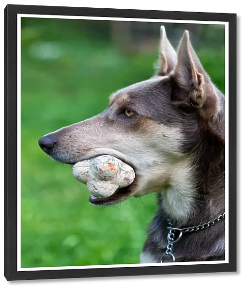 Australian Working Kelpie with a ball in its mouth