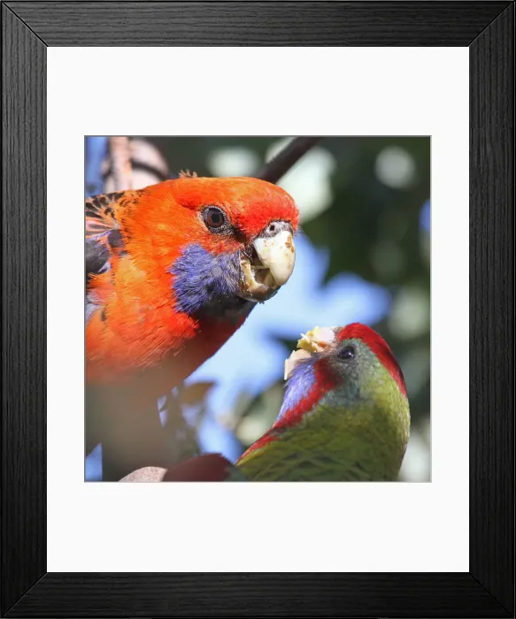 Framed Print : Crimson Rosella Framed Print : Crimson Rosella