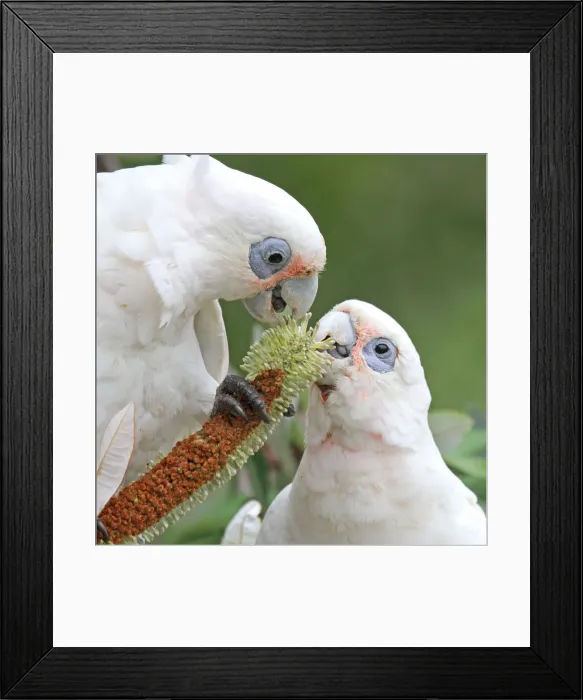 Framed Print : Little Corella