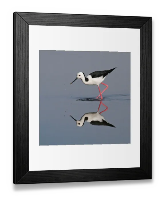 Framed Print : Black winged stilt Framed Print : Black winged stilt