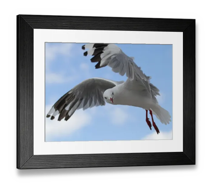Framed Print : Red-billed Gull Framed Print : Red-billed Gull