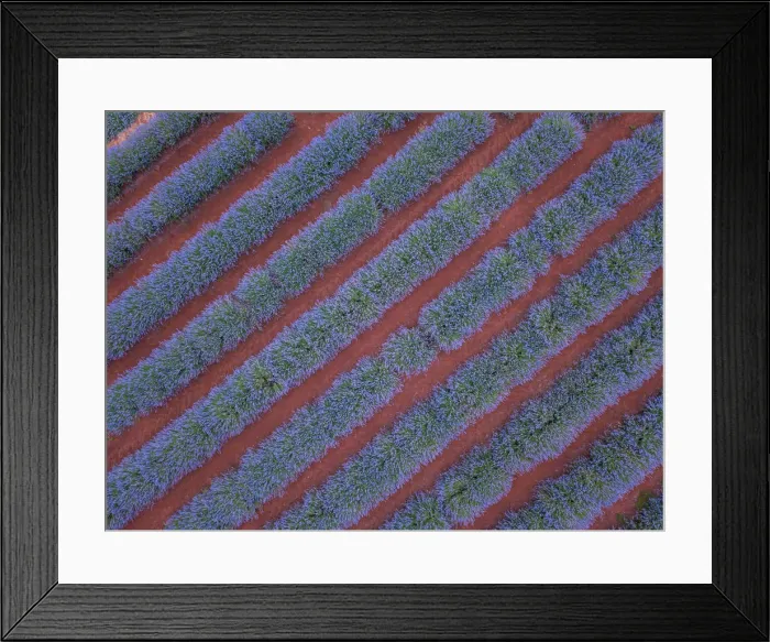 Framed Print : Aerial viewpoint of lavender fields and red dirt Framed Print : Aerial viewpoint of lavender fields and red dirt