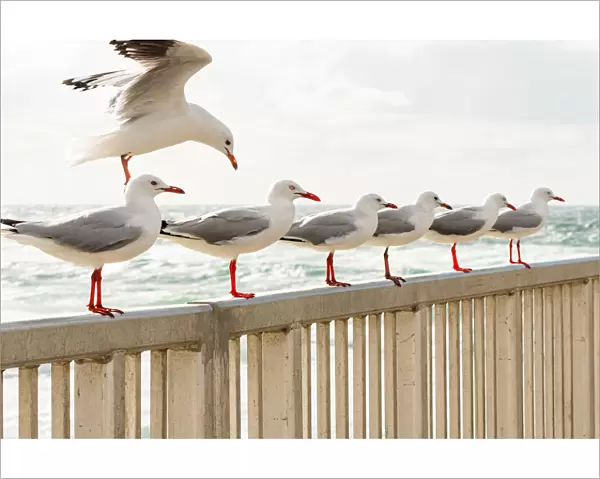 Flock of Seagulls all lined up along a railing over water