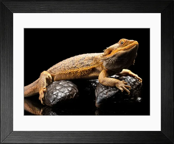 Framed Print : Close up of an Australian Water Dragon sitting on a Shingleback Skink against a black Framed Print : Close up of an Australian Water Dragon sitting on a Shingleback Skink against a black