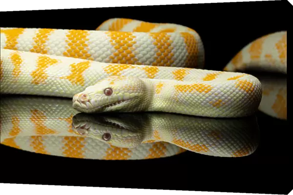 Yellow and white striped Albino Darwin python snake against a black background