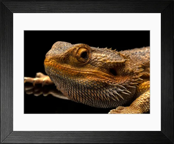 Framed Print : Australian Water Dragon Close Up Framed Print : Australian Water Dragon Close Up
