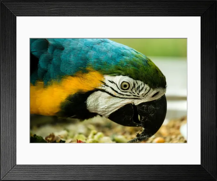 Framed Print : Blue and Gold Macaw