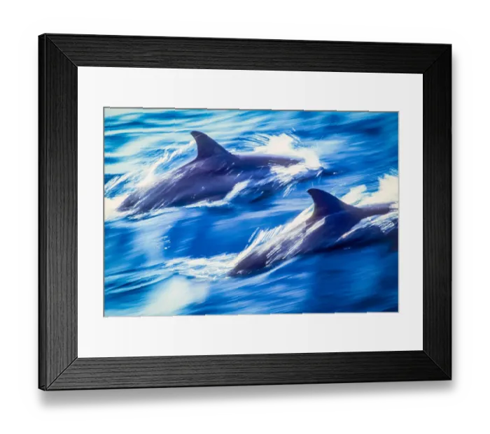 Framed Print : Great Barrier Dolphins Framed Print : Great Barrier Dolphins