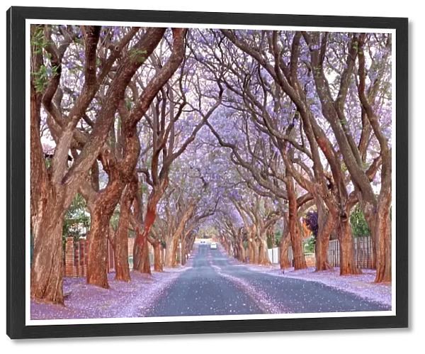 Country road and Jacaranda trees, Pretoria, South Africa
