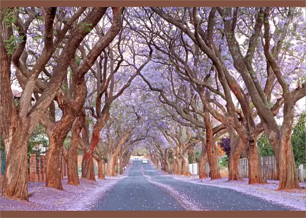 Country road and Jacaranda trees, Pretoria, South Africa