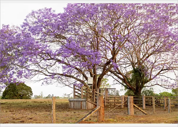 Beautiful Purple jacaranda Trees around a cattle pen