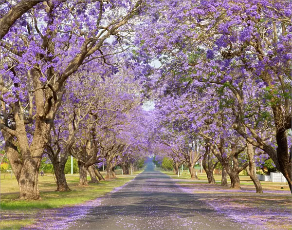 Beautiful Purple jacaranda Tree lined street