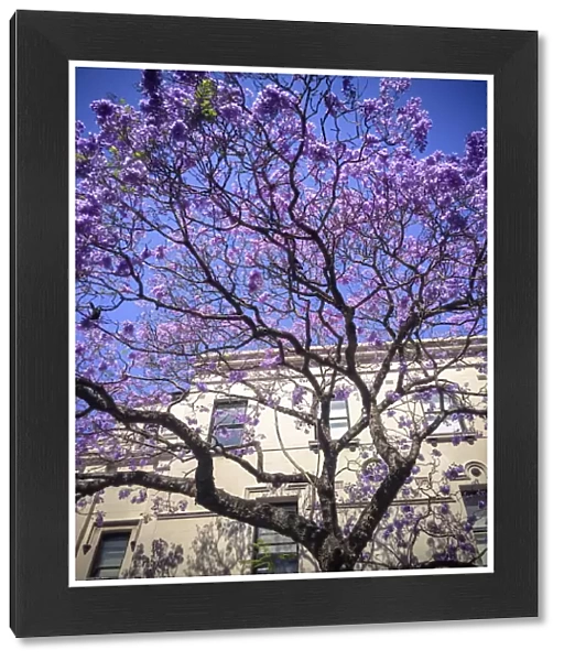 Flowering Jacaranda tree in front of Victorian facade