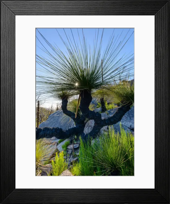Framed Print : Grass Trees, DaEntrecasteaux National Park, Western Australia, Australia