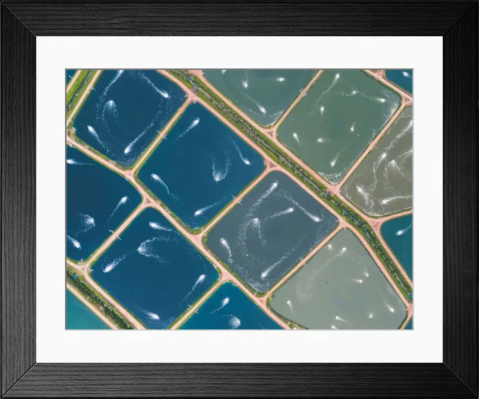 Framed Print : Drone perspective directly above aquaculture ponds, Queensland, Australia Framed Print : Drone perspective directly above aquaculture ponds, Queensland, Australia