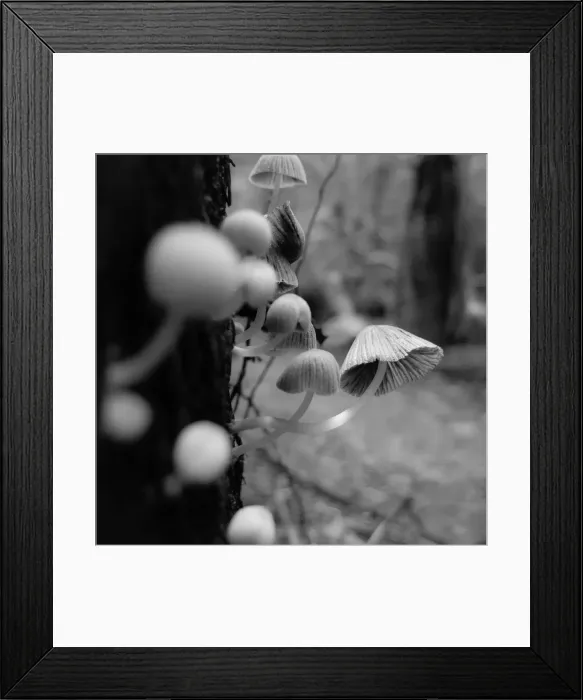 Framed Print : Rainforest mushrooms