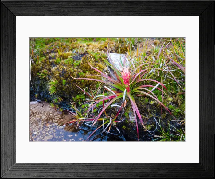 Framed Print : Pink Tasmanian alpine heath flower