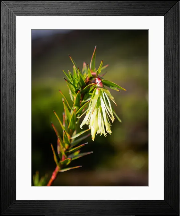 Framed Print : Richea milliganii