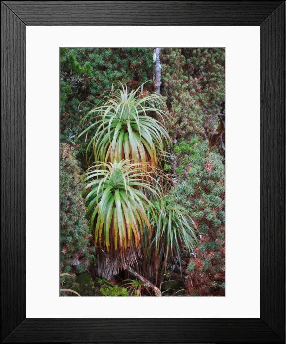 Framed Print : Tasmanian sub-alpine forest
