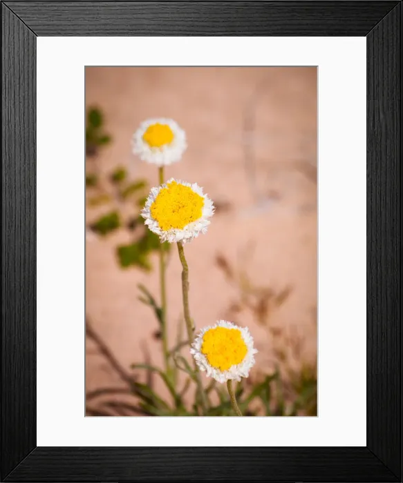 Framed Print : Three bright yellow and white desert daisies Framed Print : Three bright yellow and white desert daisies
