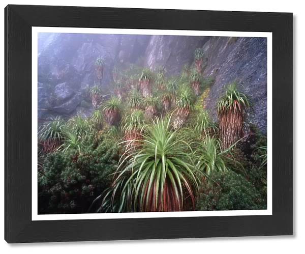 Australia, Tasmania, Southwest National Park, Richea pandanifolias in mist