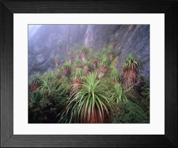 Framed Print : Australia, Tasmania, Southwest National Park, Richea pandanifolias in mist Framed Print : Australia, Tasmania, Southwest National Park, Richea pandanifolias in mist