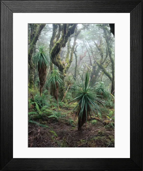 Framed Print : Australia, Tasmania, alpine rainforest near Mt. Anne