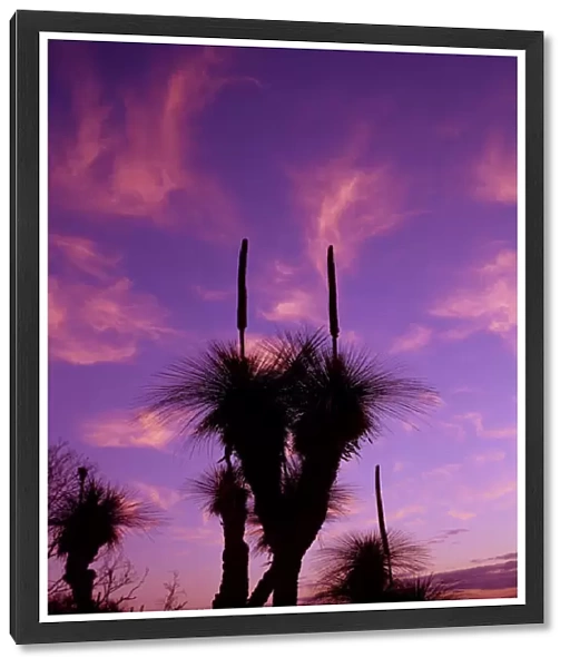 Silhouette of grass trees (Xanthorrea spp), low angle view, sunset