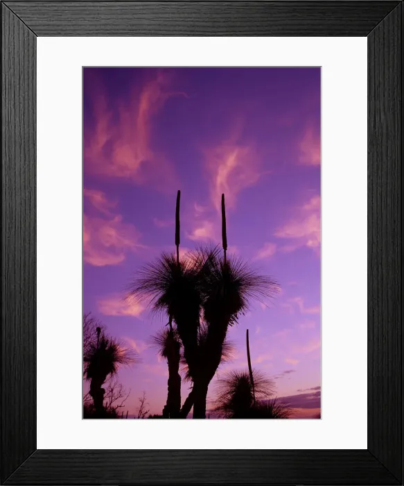 Framed Print : Silhouette of grass trees (Xanthorrea spp), low angle view, sunset Framed Print : Silhouette of grass trees (Xanthorrea spp), low angle view, sunset