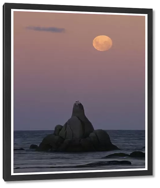 Australia, Tasmania, Bay of Fires, moonrise over Sloop Reef