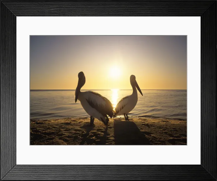 Framed Print : Australian Pelicans (Pelecanus conspicillatus) on coast, sunrise Framed Print : Australian Pelicans (Pelecanus conspicillatus) on coast, sunrise