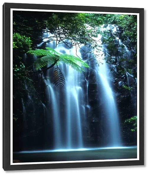 Tropical tree fern overhanging waterfall on Elinjaa Creek