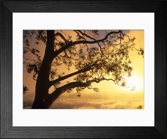 Framed Print : Eucalyptus tree and morning mist illuminated at sunrise Framed Print : Eucalyptus tree and morning mist illuminated at sunrise