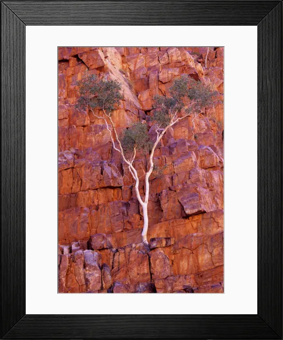 Framed Print : Australia, Northern Territory, bloodwood tree on face of cliff