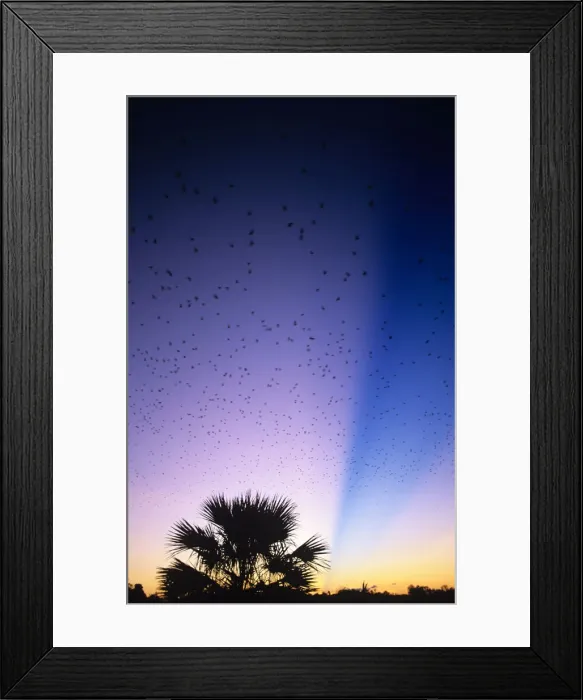 Framed Print : Little red flying foxes (Pteropus scapulatus) in flight at dusk Framed Print : Little red flying foxes (Pteropus scapulatus) in flight at dusk