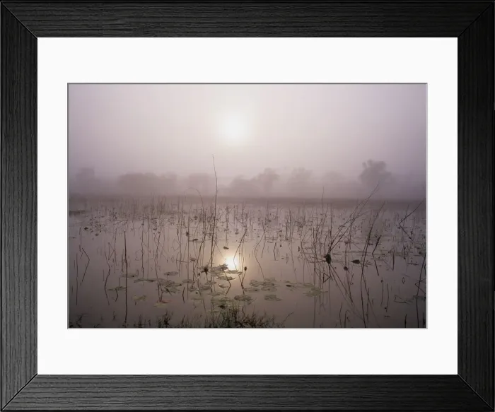 Framed Print : Australia, Northern Territory, fog over lotus lilies in pond Framed Print : Australia, Northern Territory, fog over lotus lilies in pond