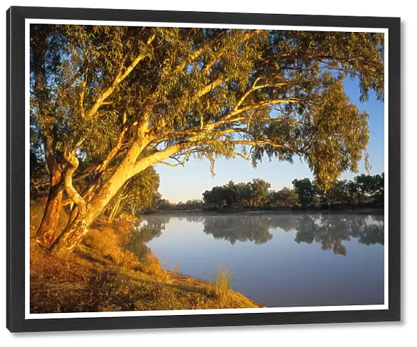 South Australia, river red gum trees beside Cooper Creek at sunrise