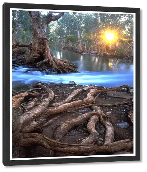 Australia, Great Sandy Desert, Paperbark trees along river