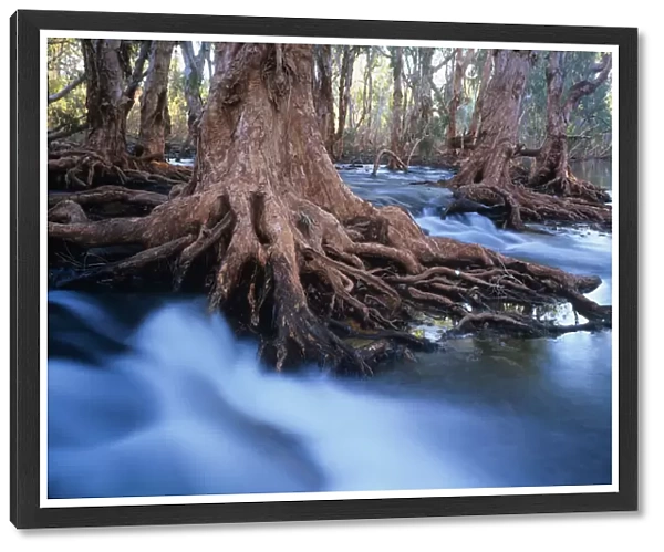 Western Australia, Melaleuca trees in stream after cyclonic rainfall