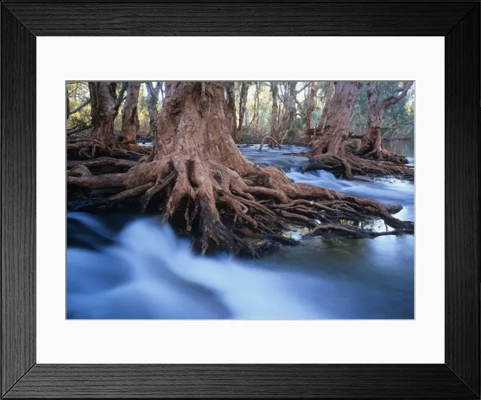 Framed Print : Western Australia, Melaleuca trees in stream after cyclonic rainfall Framed Print : Western Australia, Melaleuca trees in stream after cyclonic rainfall