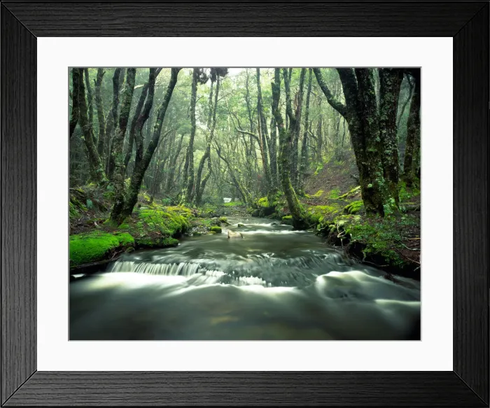 Framed Print : Rainforest stream lined with Myrtles (Nothofagus cunninghamii) Framed Print : Rainforest stream lined with Myrtles (Nothofagus cunninghamii)