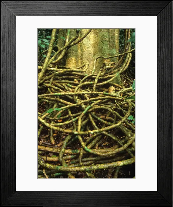 Framed Print : Vines at base of tropical rainforest tree, close-up Framed Print : Vines at base of tropical rainforest tree, close-up