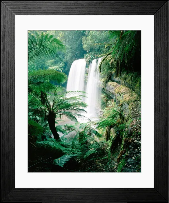 Framed Print : Waterfall and tree ferns (Dicksonia antarctica) Framed Print : Waterfall and tree ferns (Dicksonia antarctica)