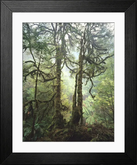 Framed Print : Australia, Tasmania, Tarkine Wilderness, moss covered trees Framed Print : Australia, Tasmania, Tarkine Wilderness, moss covered trees