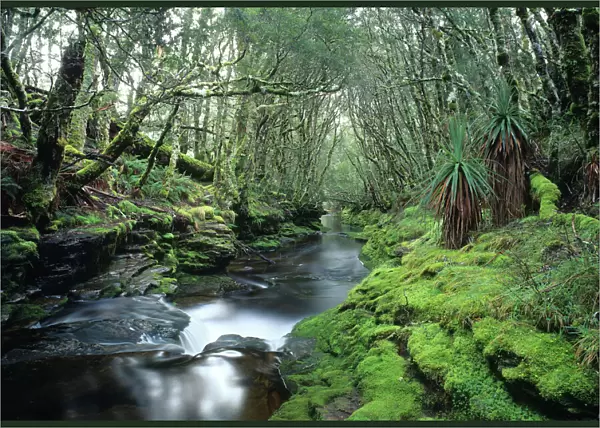 Australia, Tasmania, Central Highlands, stream in rainforest