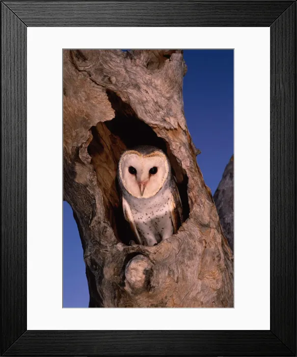 Framed Print : BARN OWL (TYTO ALBA) IN TREE NEST, WESTERN AUSTRALIA Framed Print : BARN OWL (TYTO ALBA) IN TREE NEST, WESTERN AUSTRALIA
