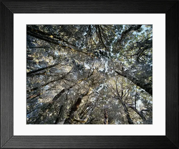 Framed Print : Myrtle-beech trees (Nothofagus cunninghamii), low angle view Framed Print : Myrtle-beech trees (Nothofagus cunninghamii), low angle view