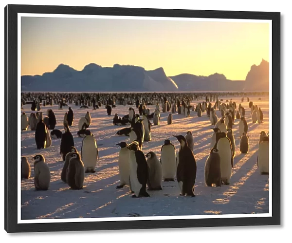 Emperors Penguins (Aptenodytes forsteri) and young on ice
