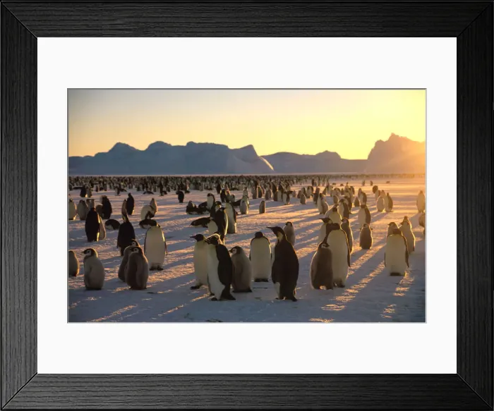 Framed Print : Emperors Penguins (Aptenodytes forsteri) and young on ice Framed Print : Emperors Penguins (Aptenodytes forsteri) and young on ice